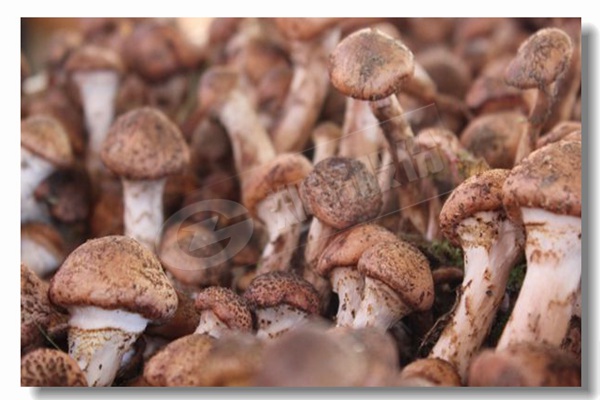 怎样装置卧式蒸汽锅炉